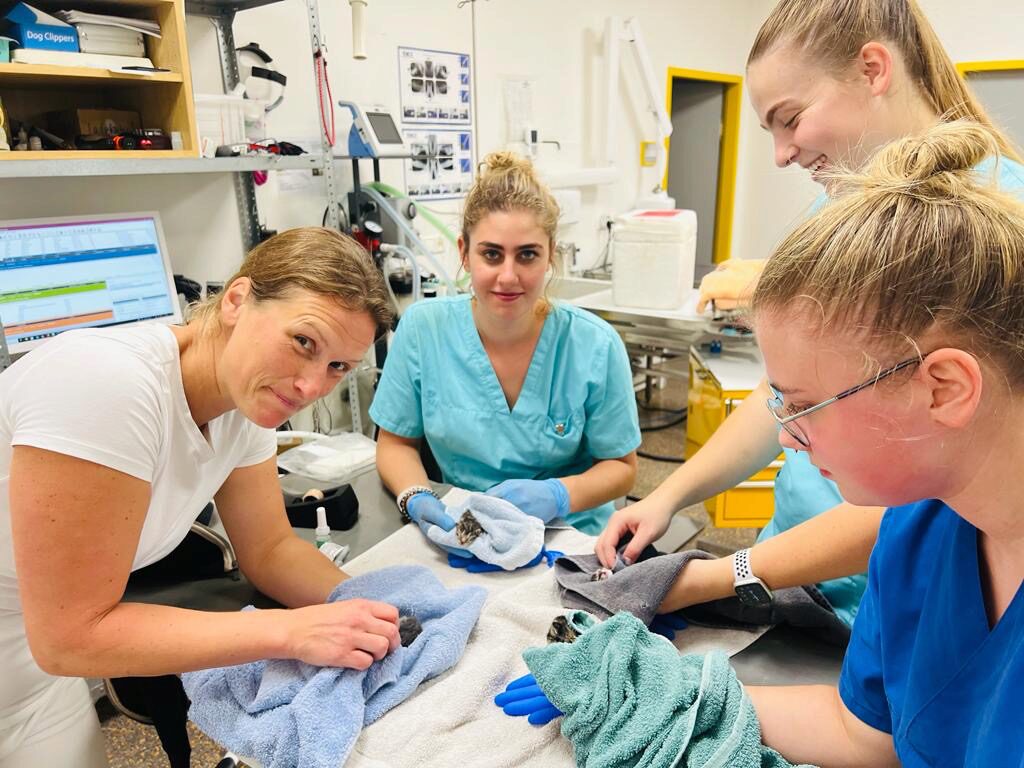 Teaserbild Kleintierpraxis Dr. Werth